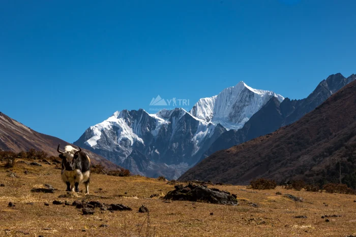 Langtang Valley Trek