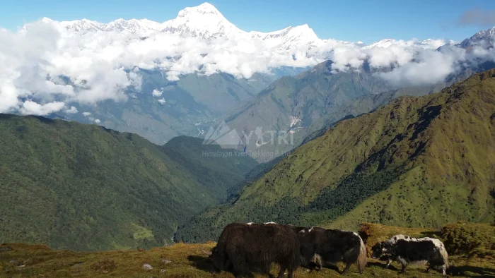 Khopra Ridge Community Trek