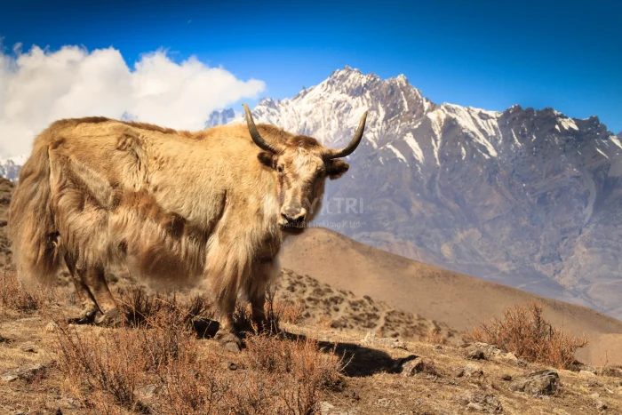 Rolwaling Valley Trek